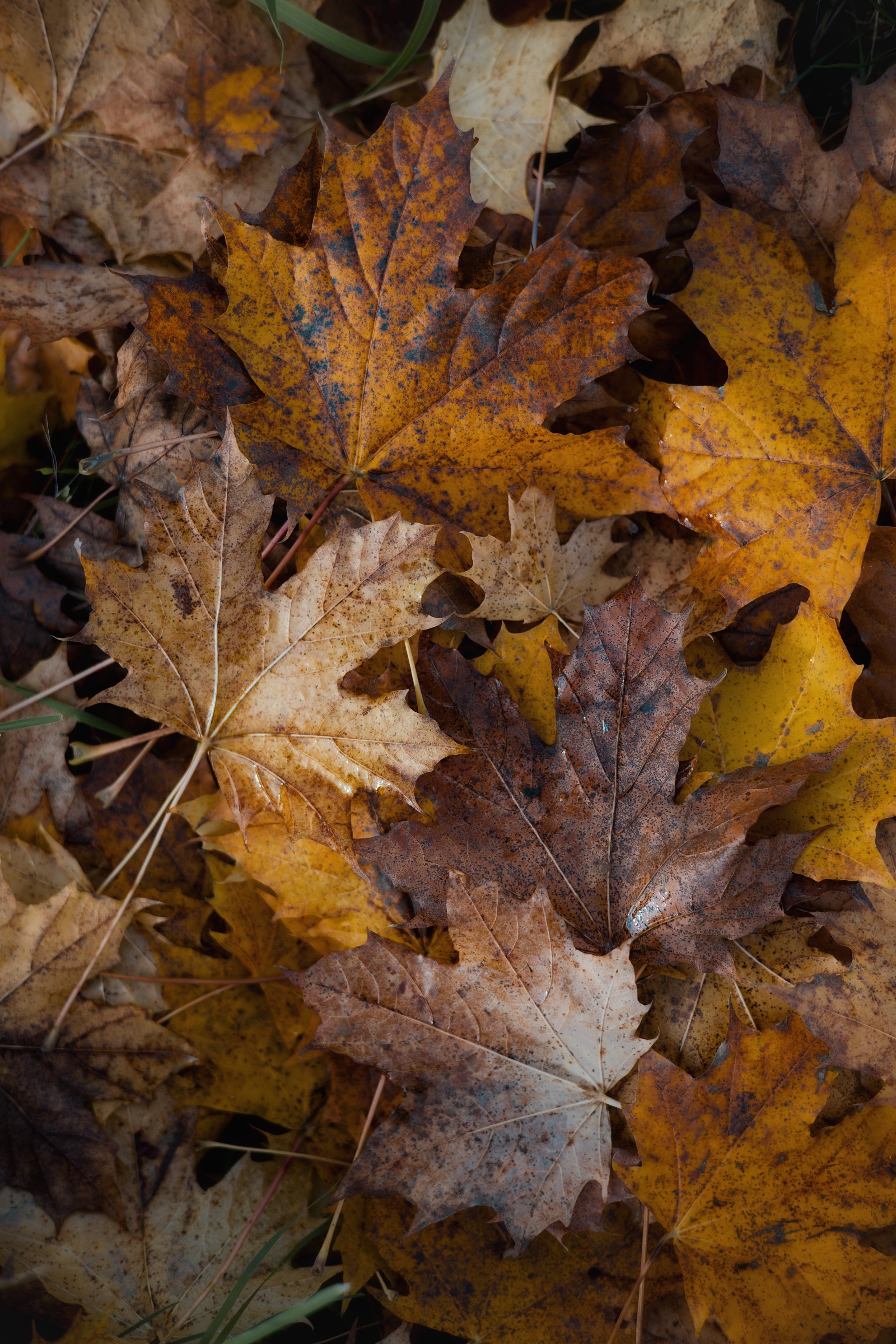 Farben, die bleiben: Wie man eine Blog-Palette wählt, die nie langweilig wird