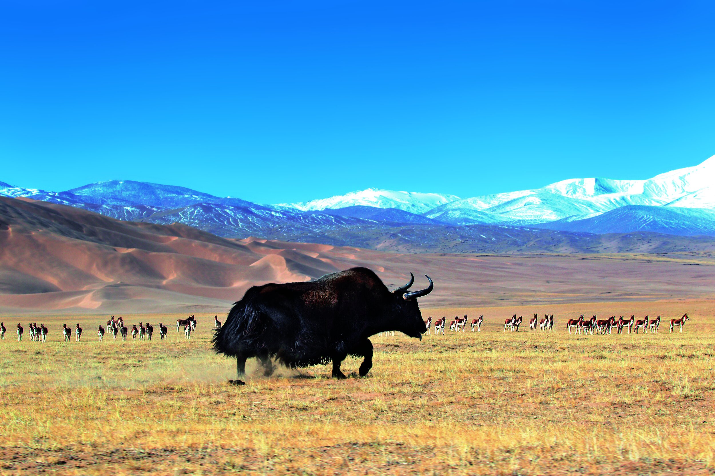 野牦牛與野驢的生存之戰The struggle for survival between wild yaks and wild donkeys