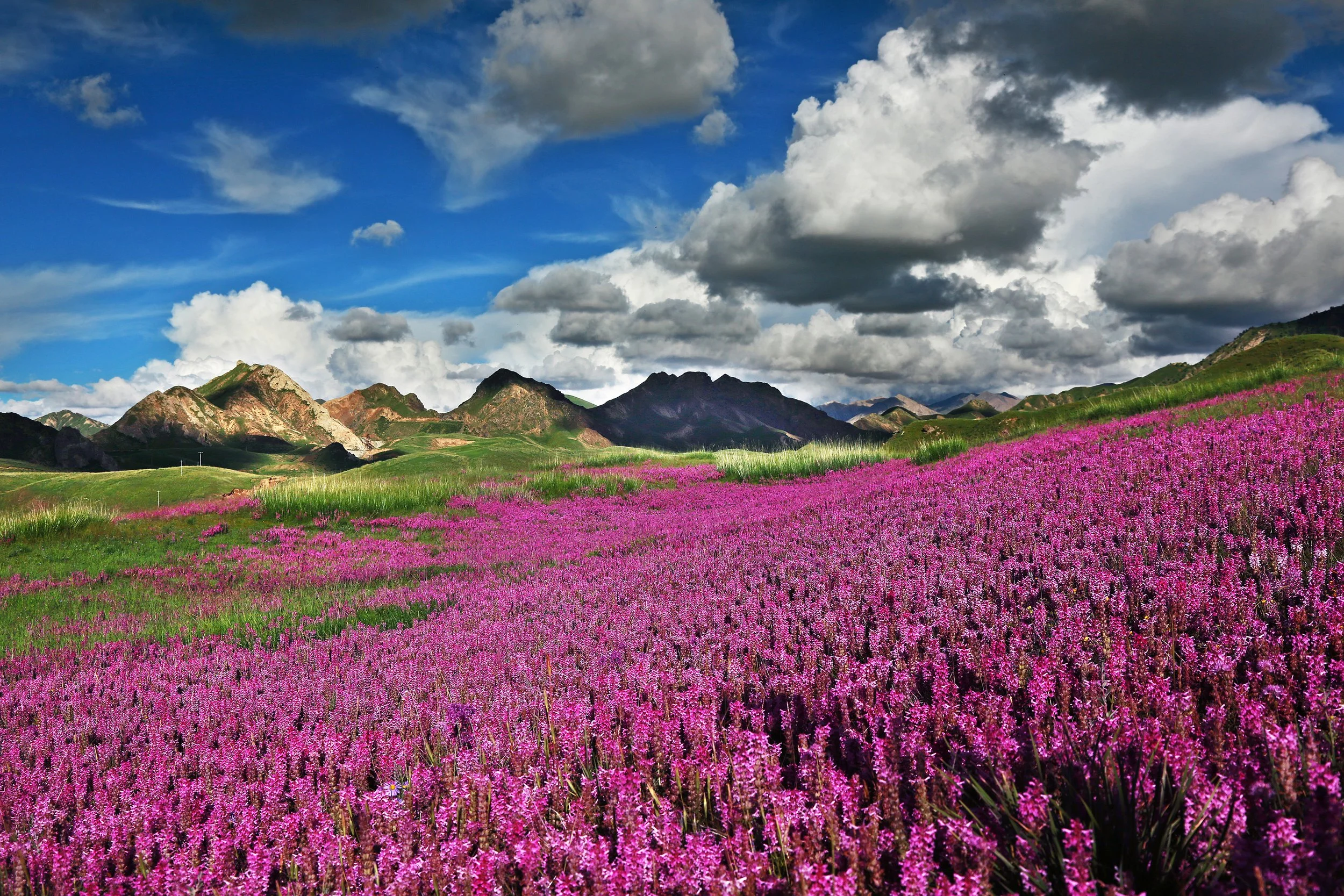 鋪滿簇簇山花蔓藤 Covered with clusters of mountain flowers and vines