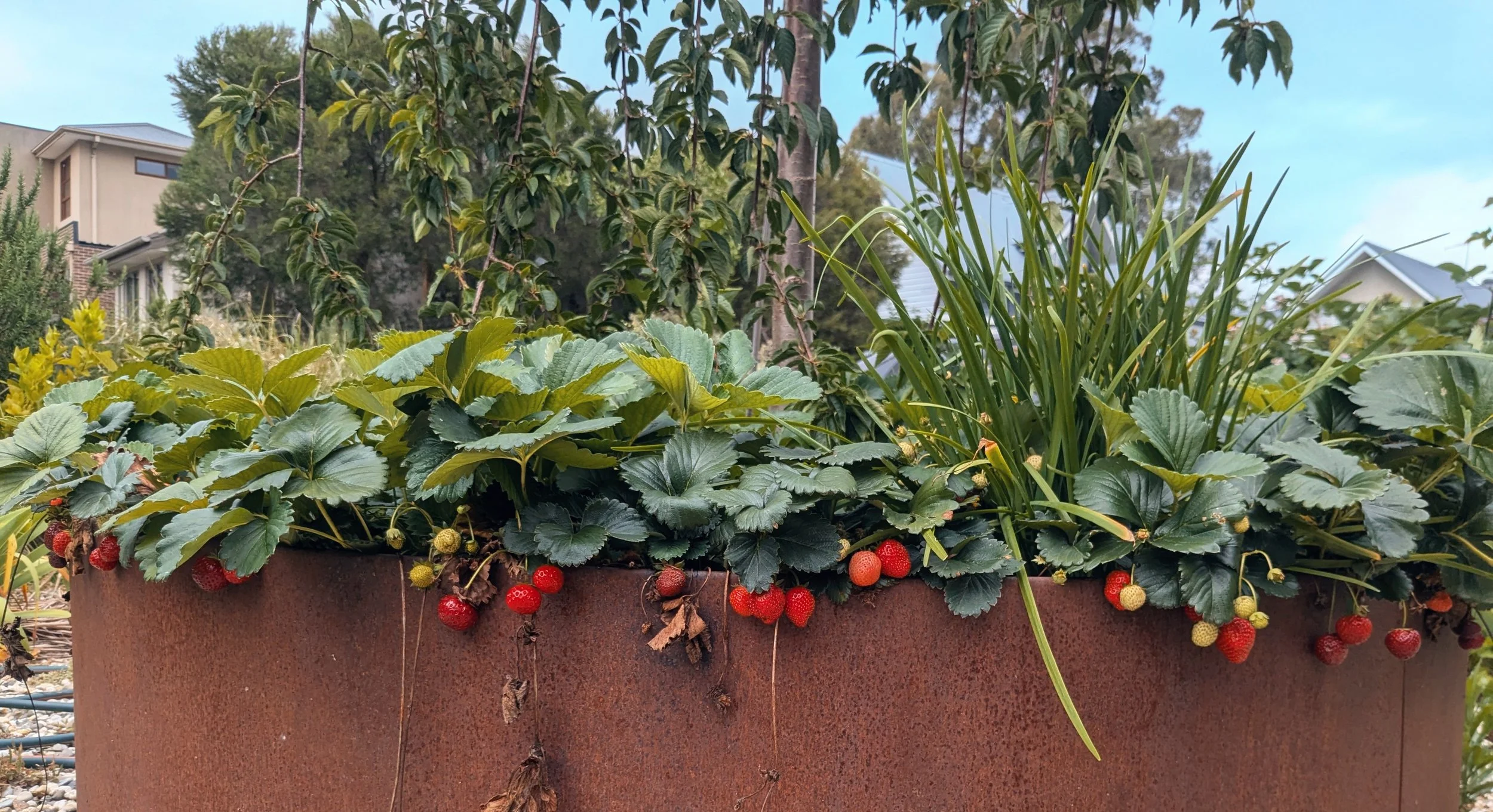 strawberries.jpg