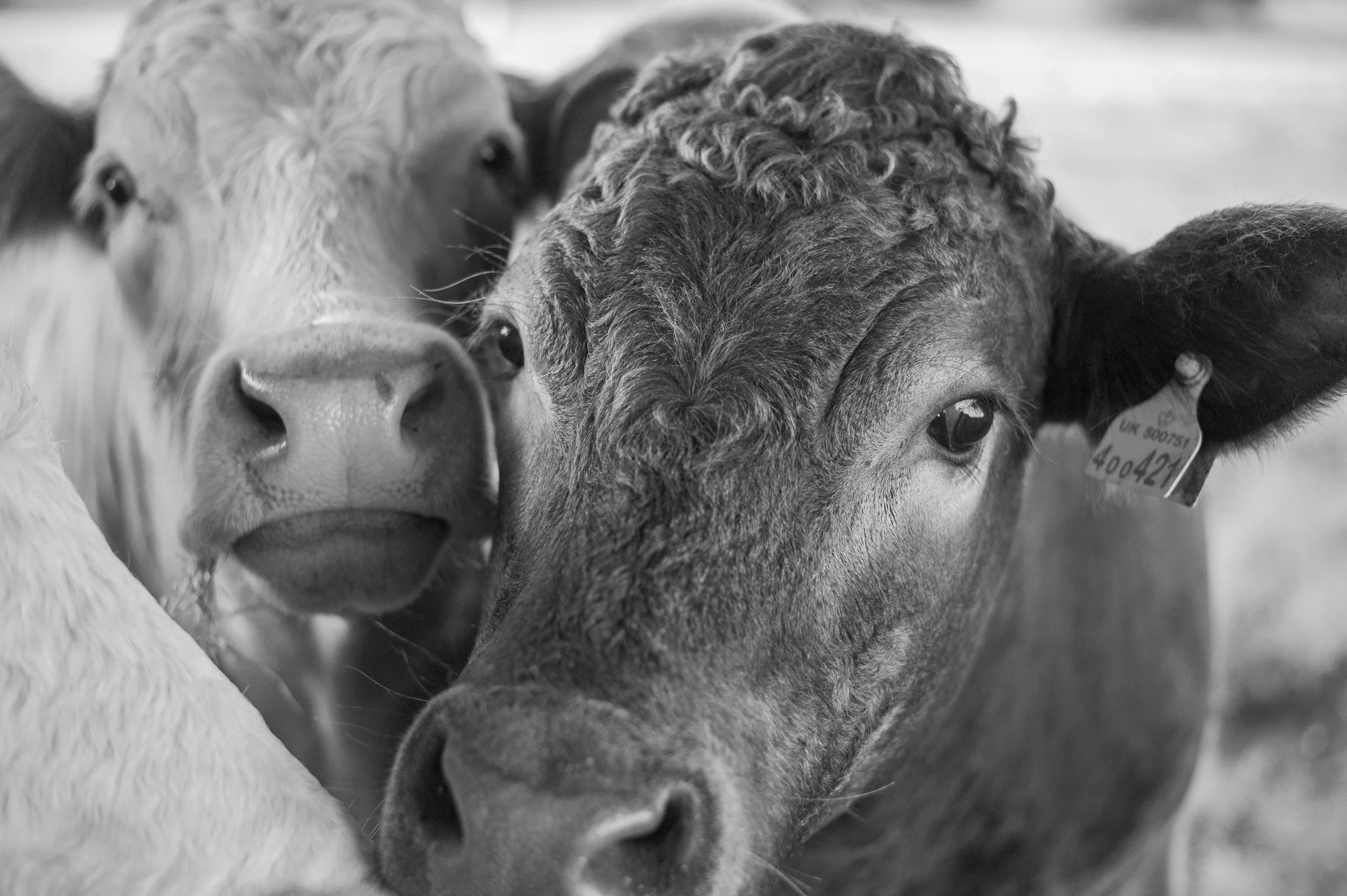 cows-3.jpg