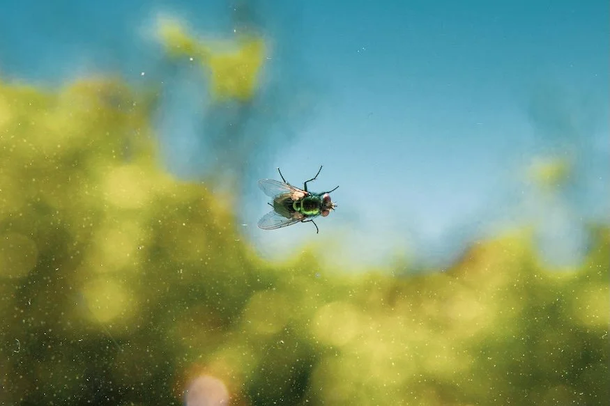 Biosecurity surveillance tech: the next ag-tech sensor wave (and the IP/contract traps)
