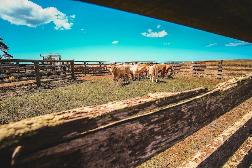 AI in the yards: why smarter livestock counting matters for regional business