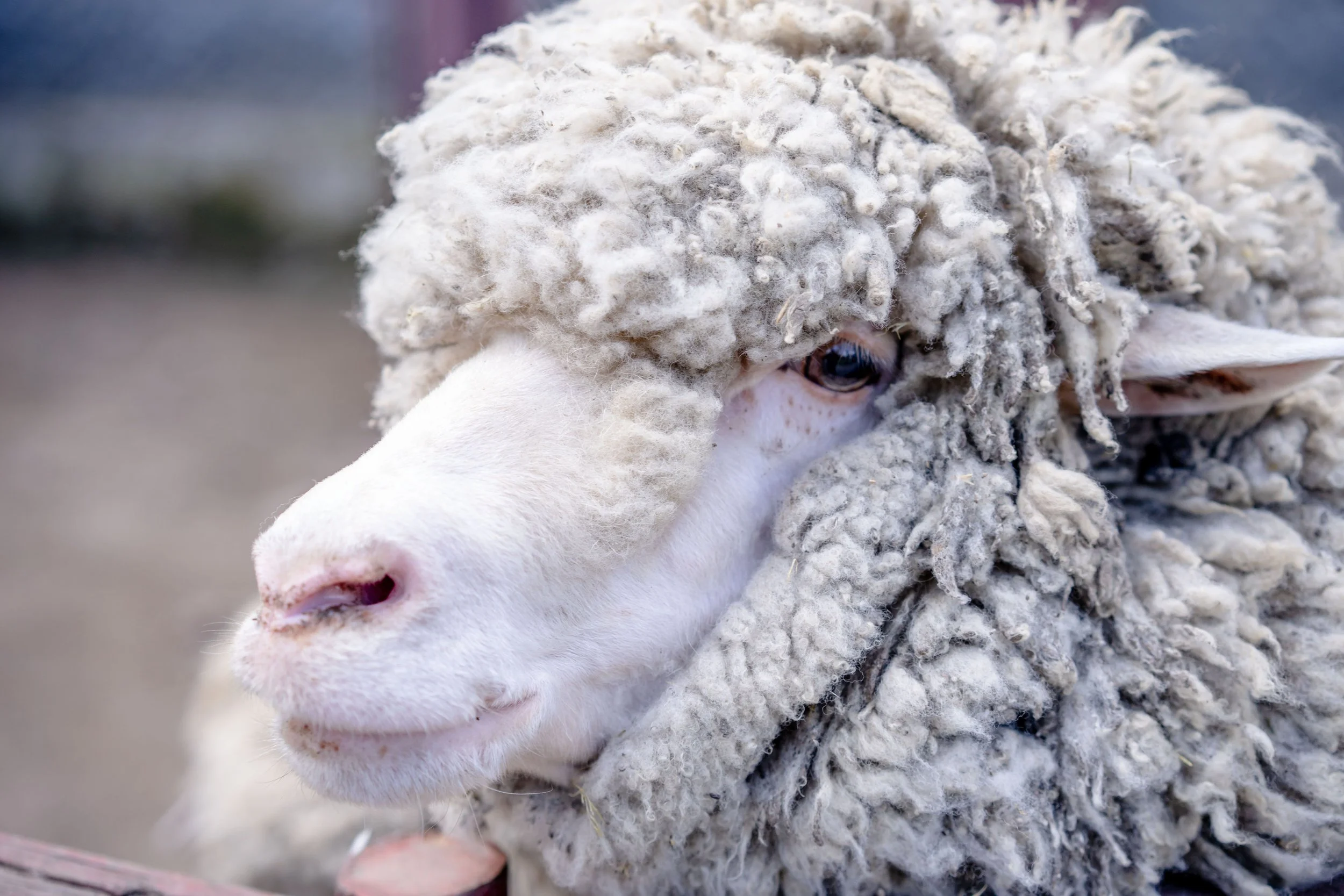 Wool is Back in Business — And Regional NSW is Back in the Room
