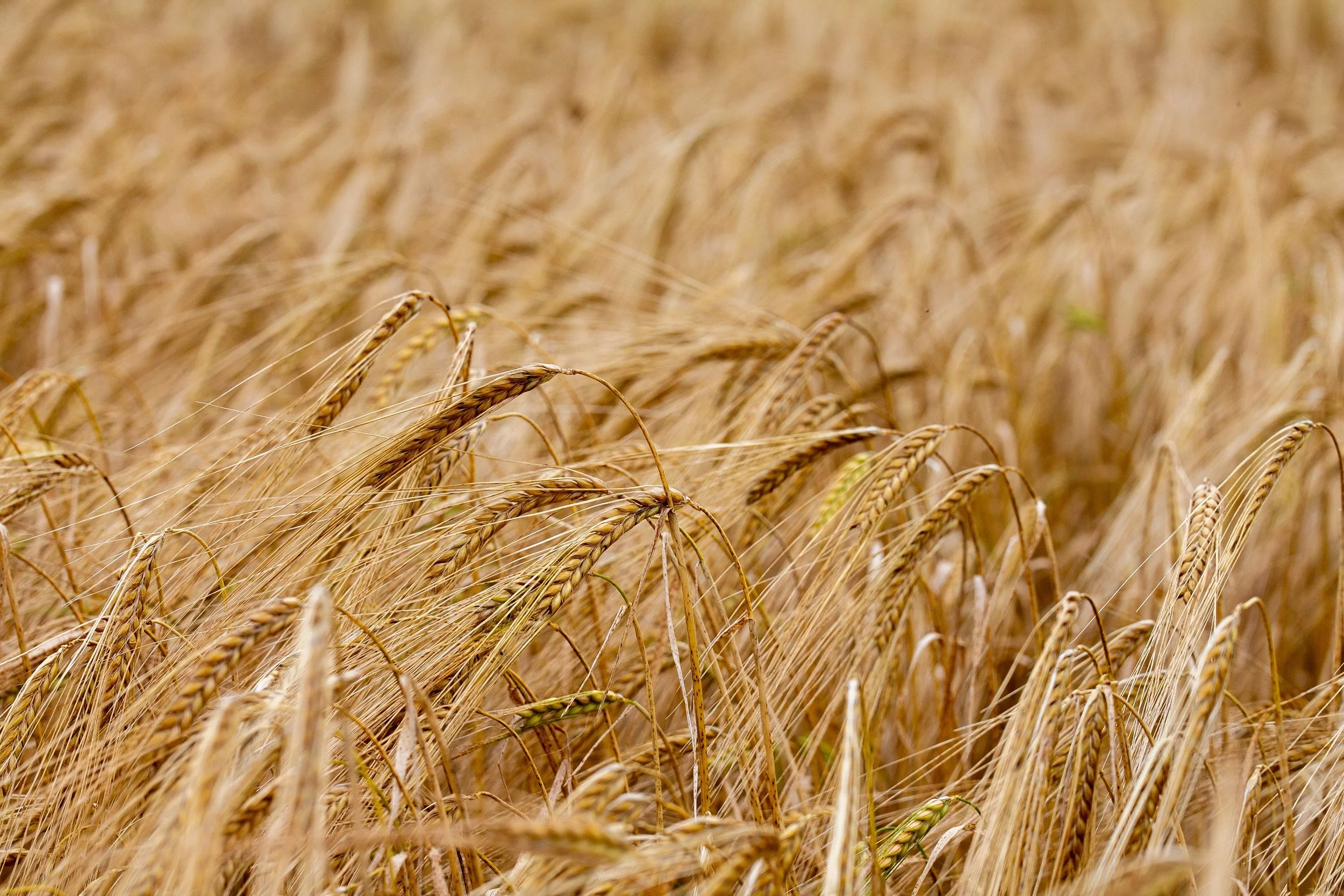 Future Crops, New Markets and the IP Behind Plant Innovation