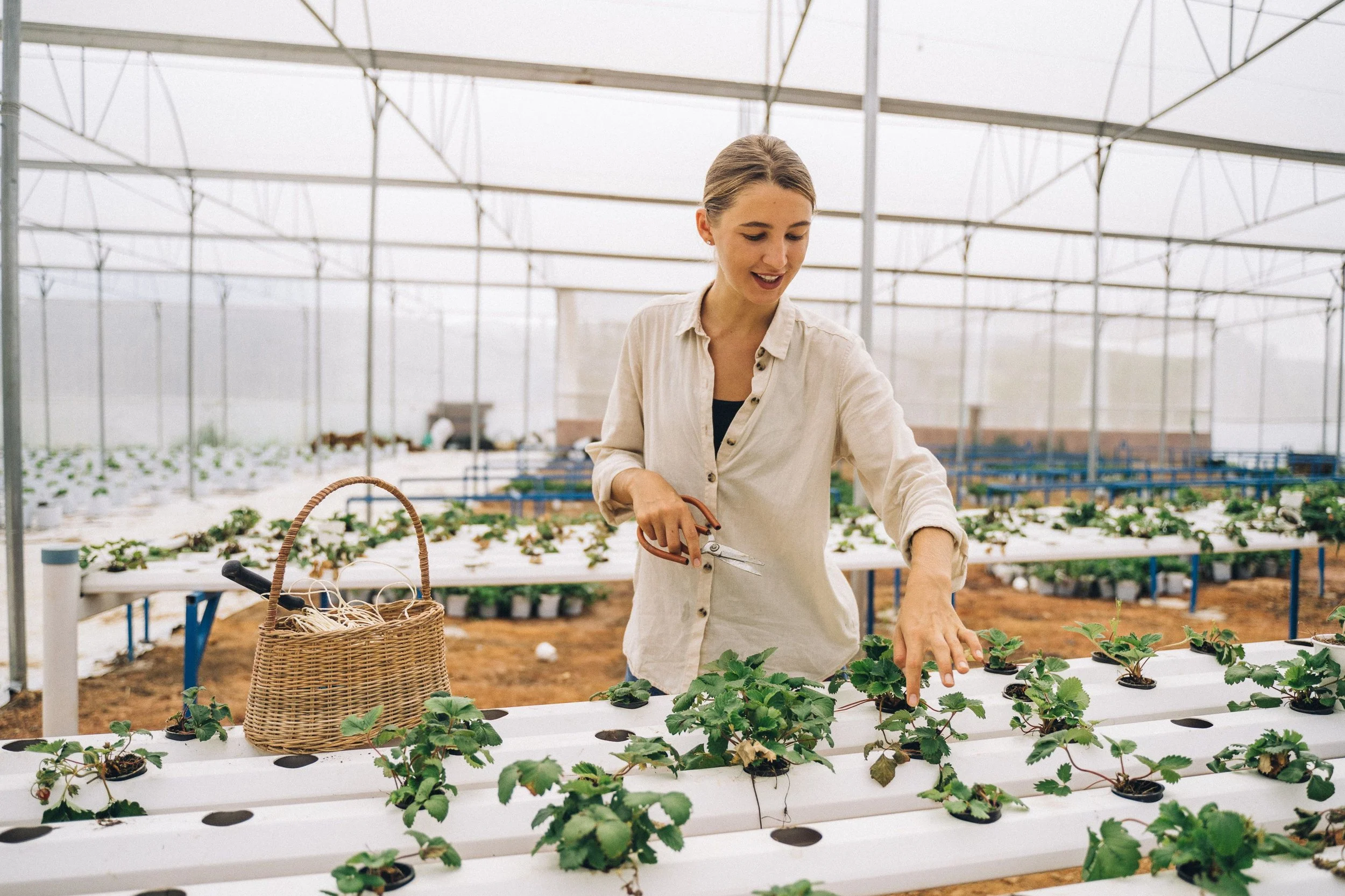 Plant Breeder’s Rights Explained for Australian Growers and AgTech Businesses