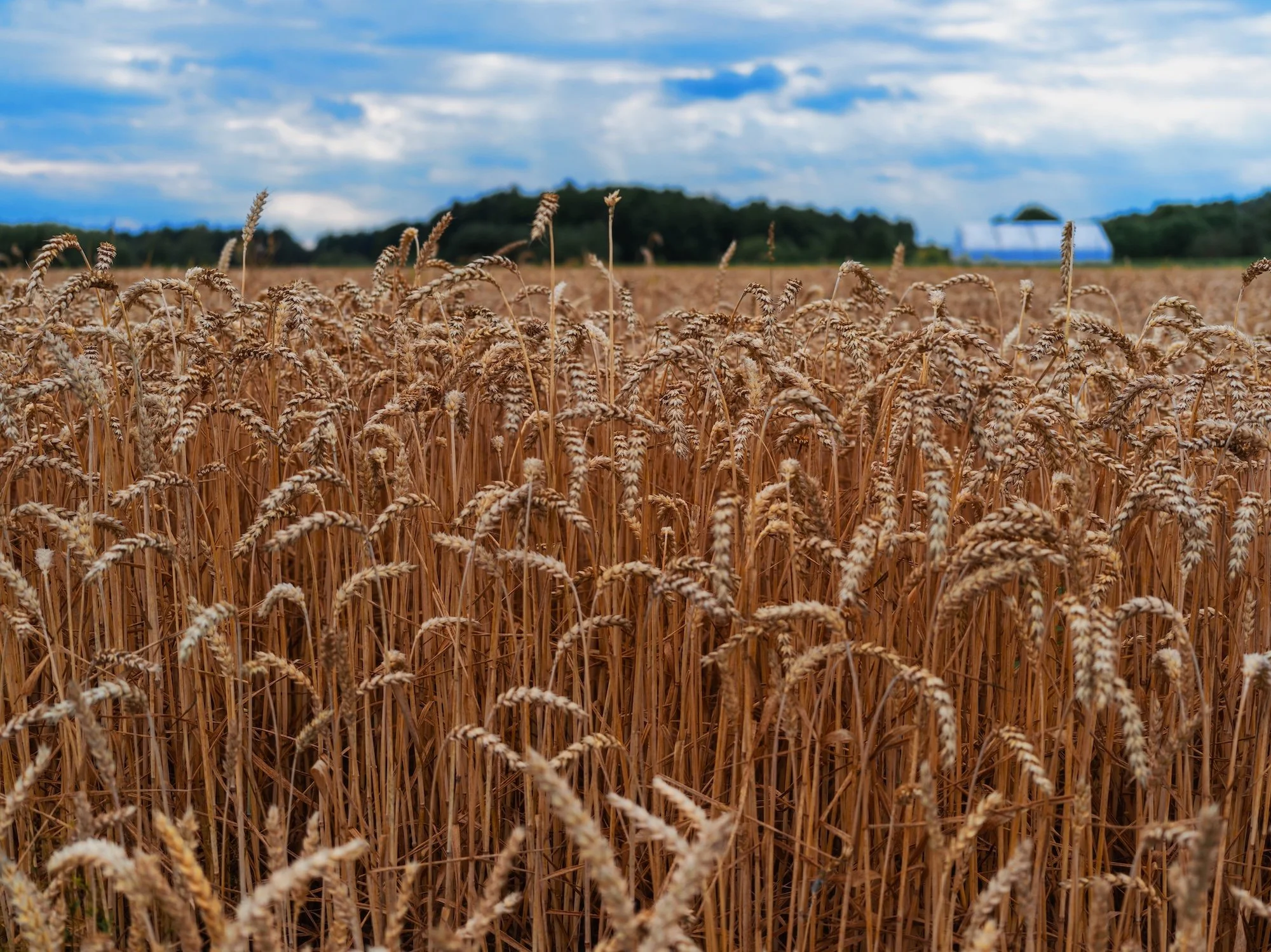 Ten Years to Market: What Protects a New Wheat Variety?