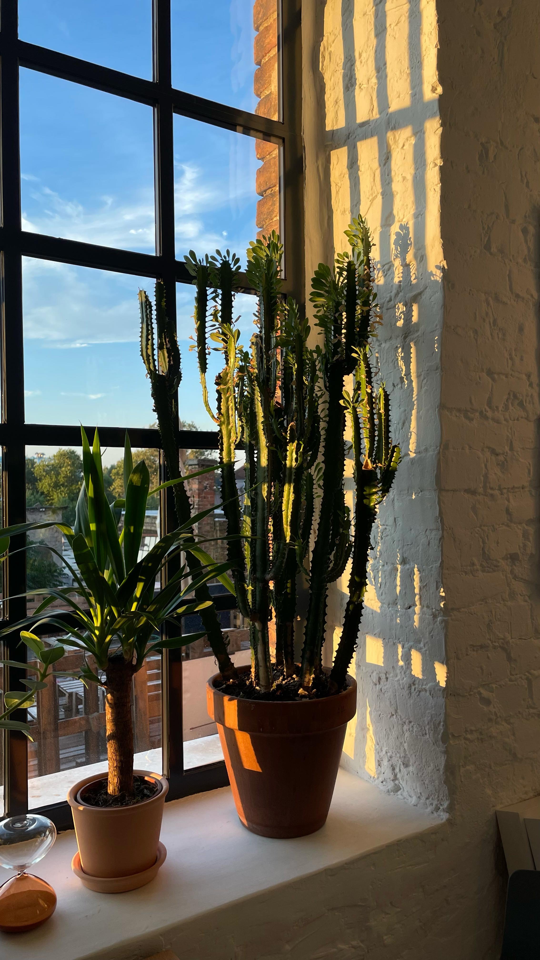 Sunlight streams through black-framed window, casting shadows on a white brick wall, illuminating two potted plants: a tall cactus with multiple arms and a shorter plant with broad, shiny green leaves.