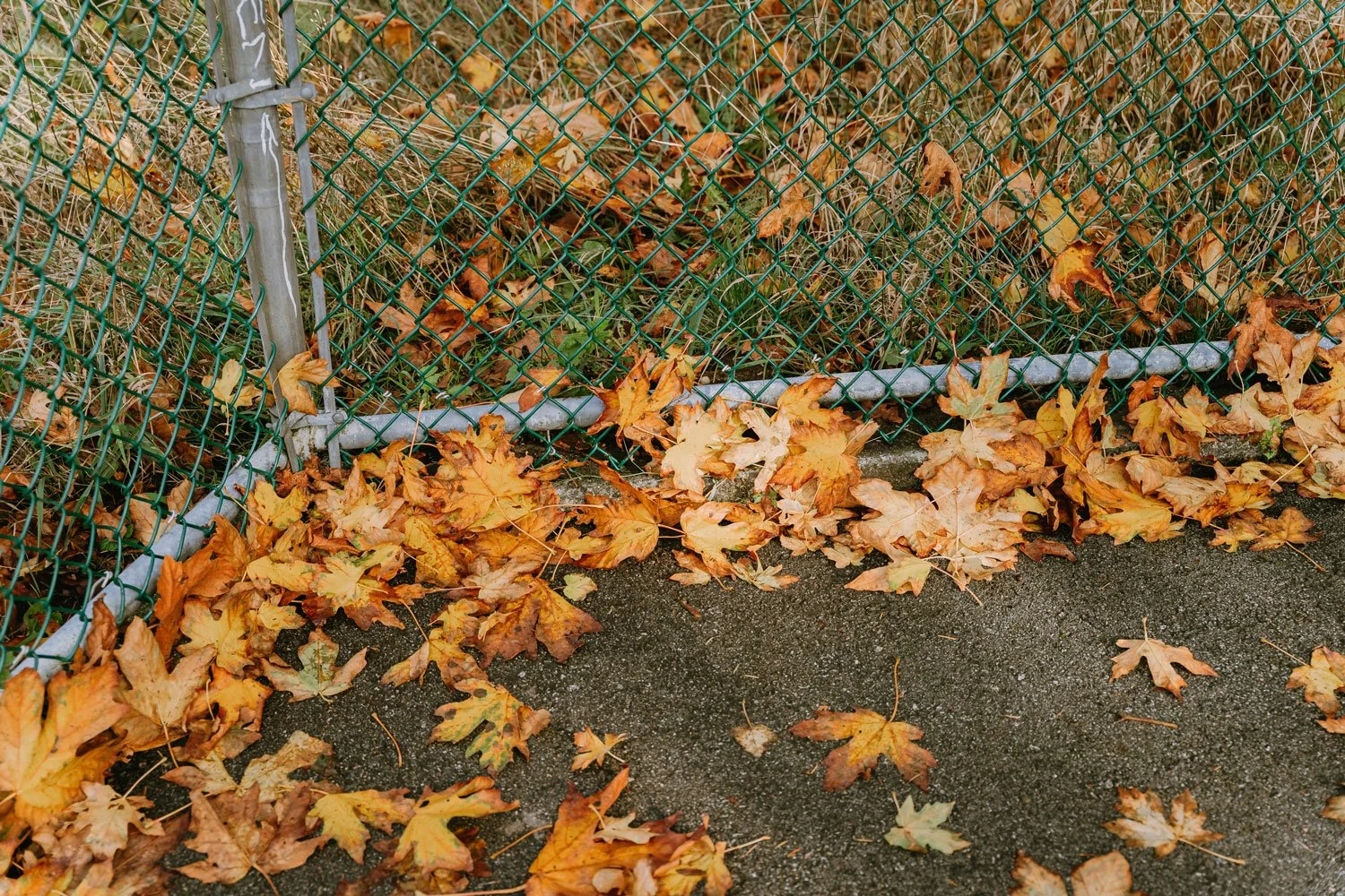Leaf Guard Installation