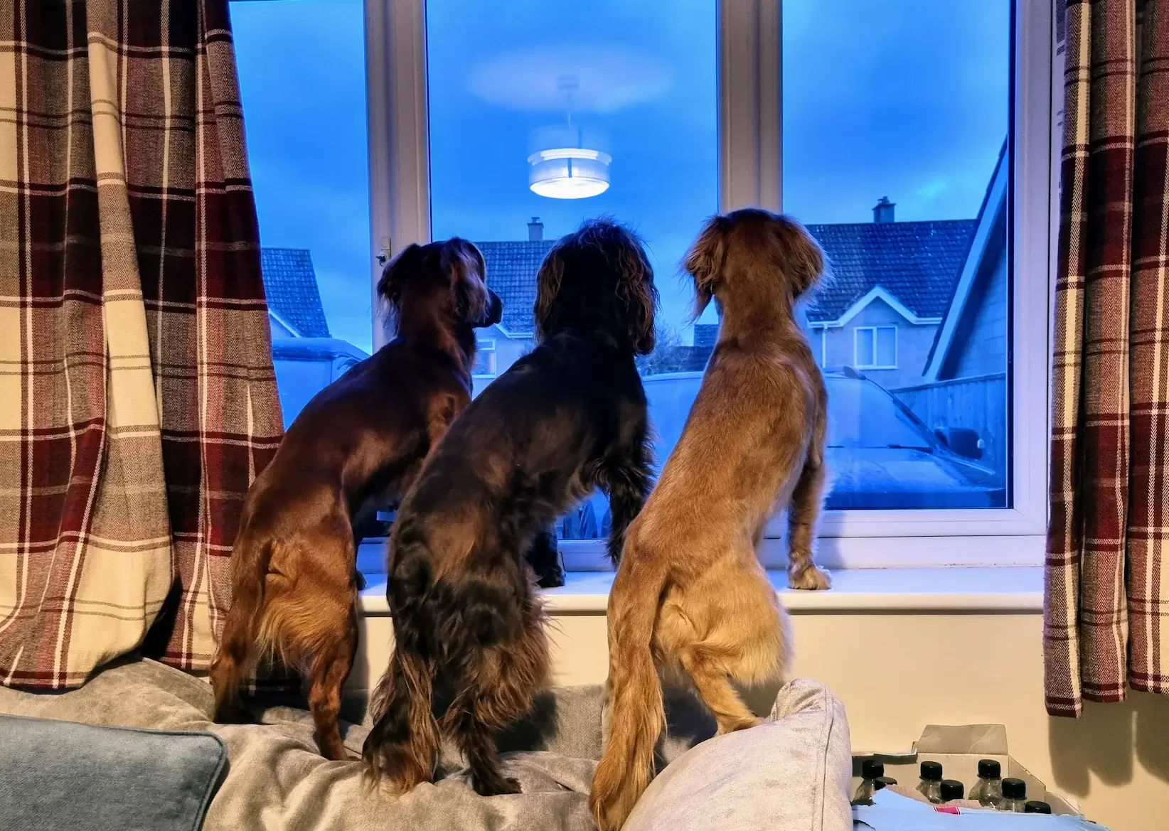 Three dogs stand on a sofa, watching out the window — a common scene for Spaniels who struggle with separation anxiety and stay alert to comings and goings