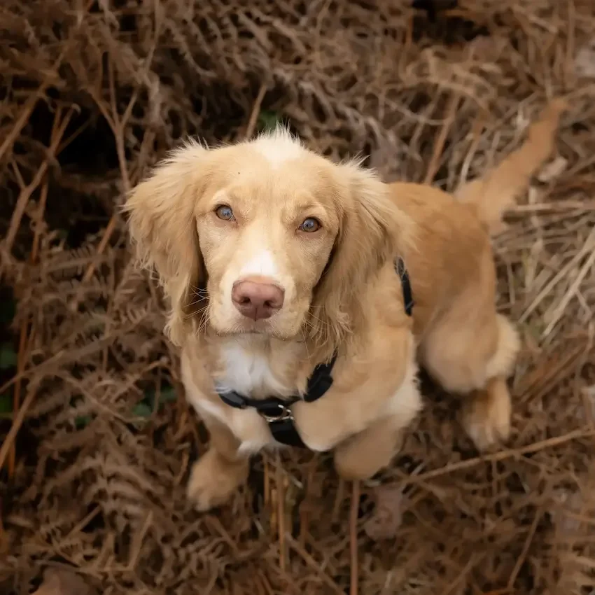 Spaniel sitting on autumn foliage looking up — gentle separation anxiety training UK