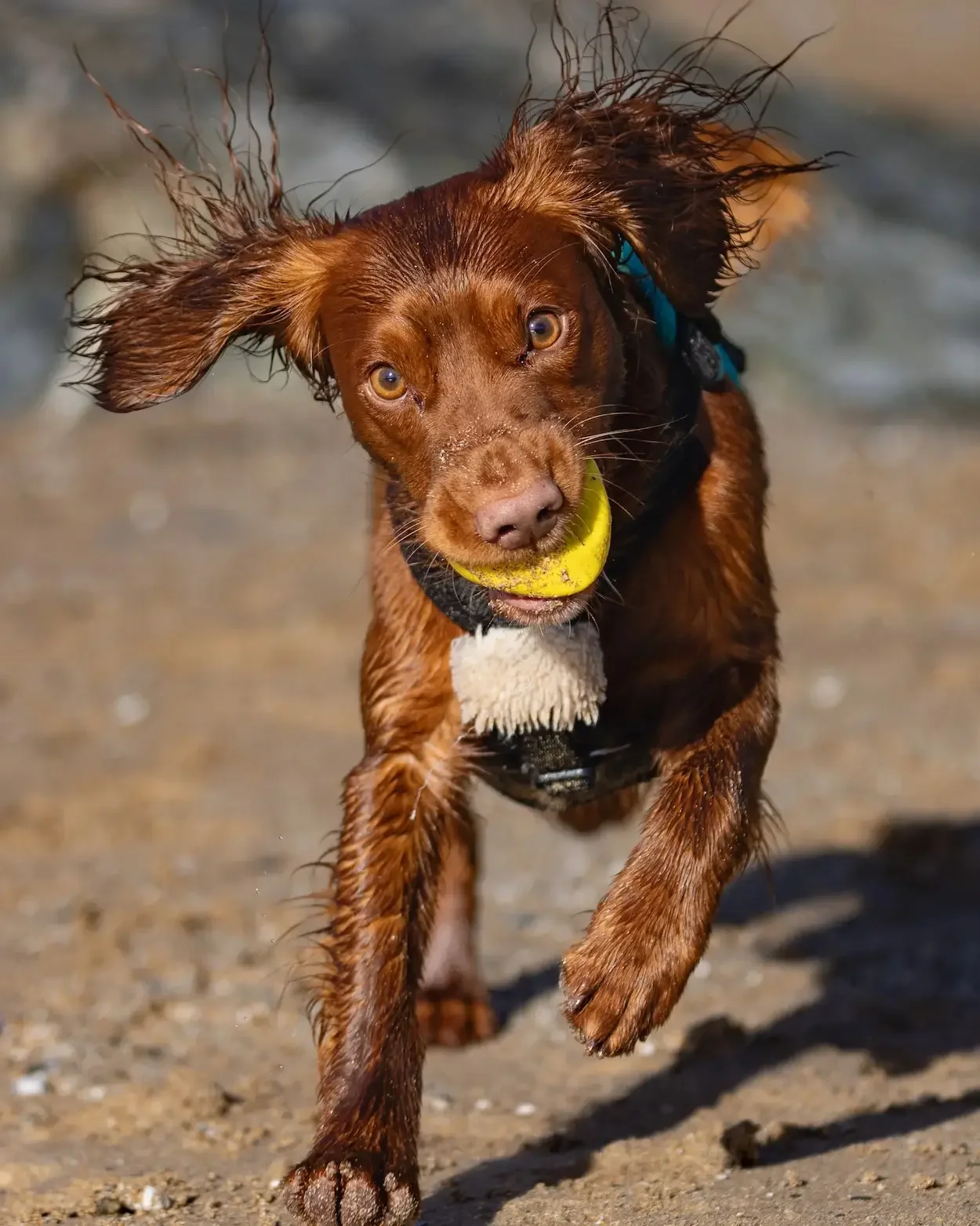 A wet brown dog running on a beach with a yellow toy, representing confident, independent steps in Flying Solo.