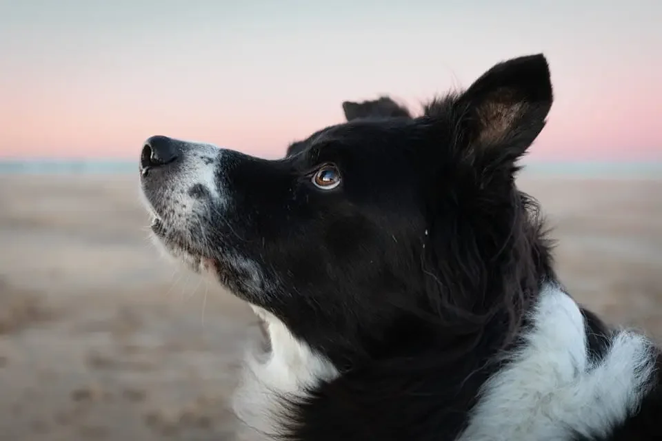 A black and white collie gazes to the left during a sunset, representing the early moment that ignited her deep love for dogs.