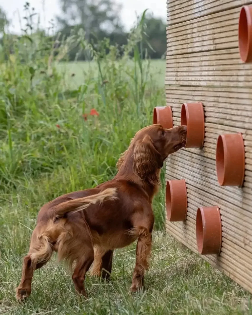 Spaniel working independently at scent‑work tubes outdoors, representing a deep bond built on confidence rather than dependence