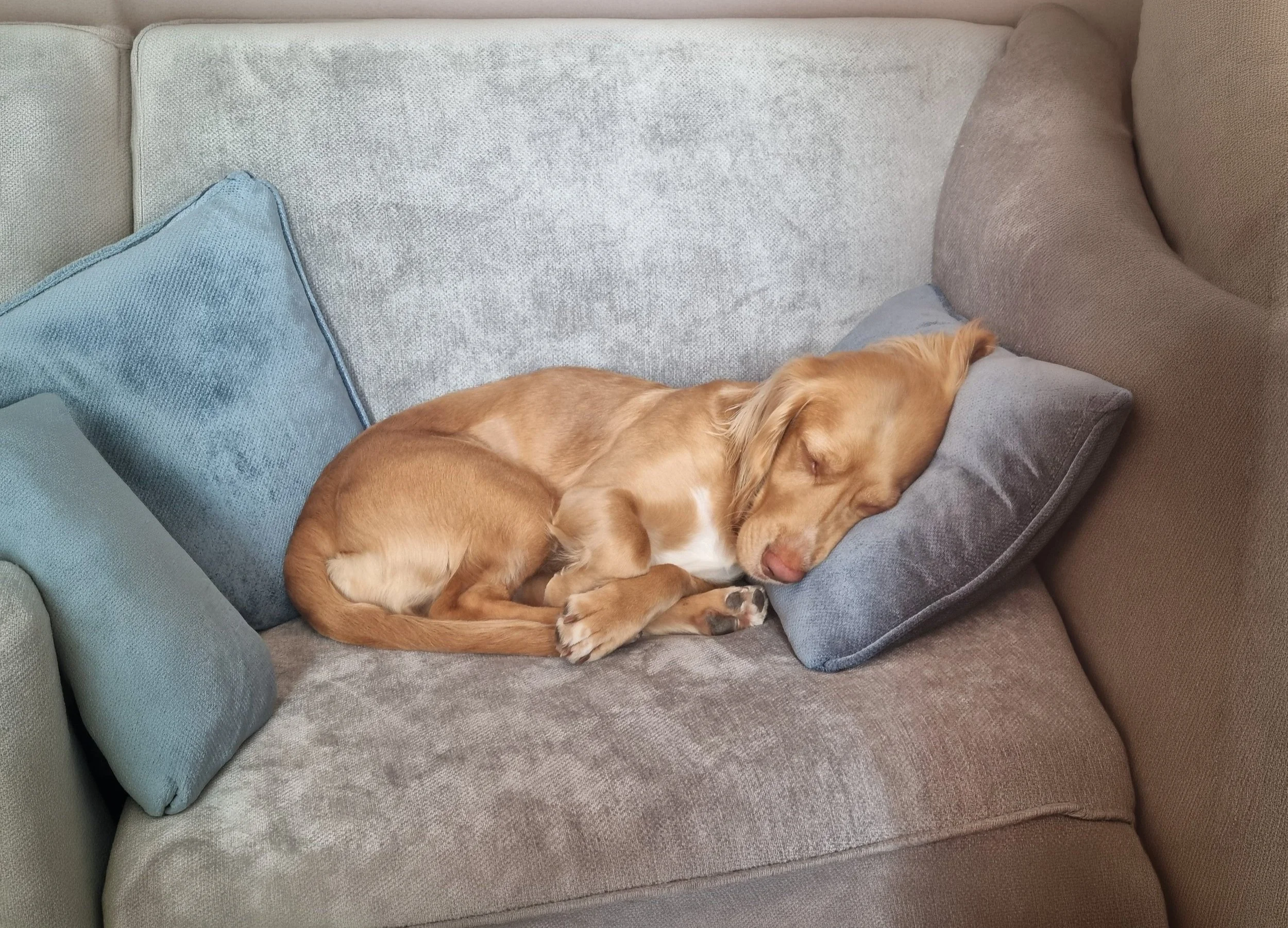 A blonde spaniel curled up on a light greeny grey sofa, with her head on a pillow representing a dog not suffering with separation anxiety