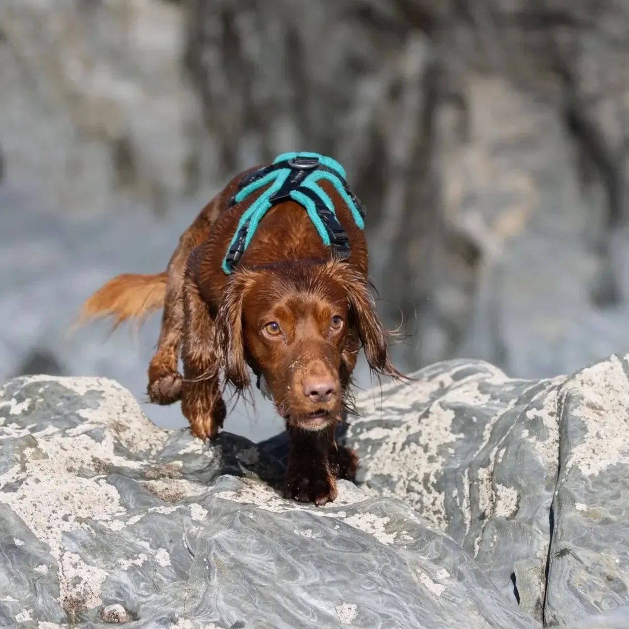 Spaniel navigating rocky ground near water in a green‑strapped harness, representing spaniel‑savvy, breed‑specific support for separation anxiety