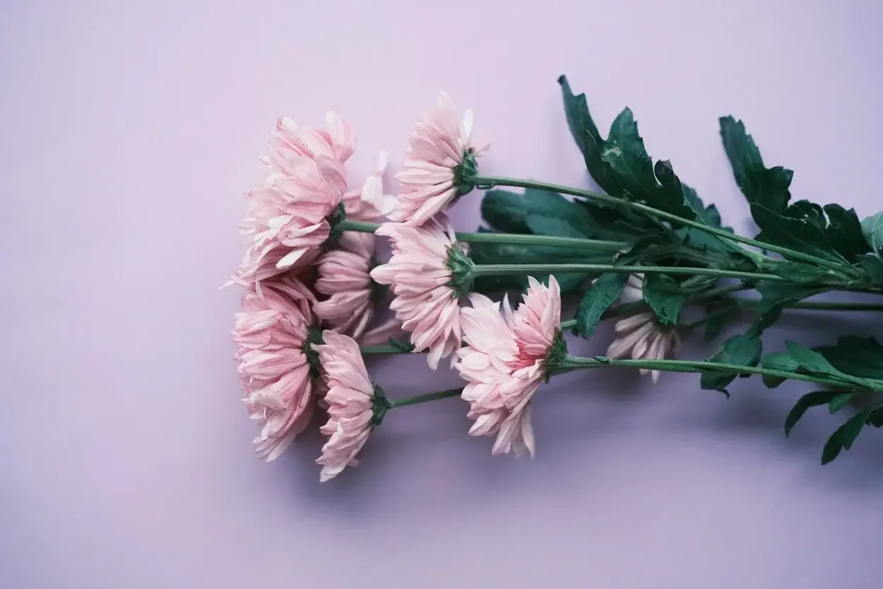 Soft pink chrysanthemums against a lavender backdrop, symbolising calm and reassurance for guardians navigating separation anxiety.
