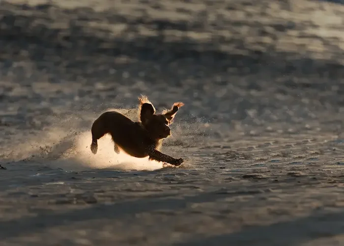 Joyful golden spaniel running with a yellow ball, symbolising paced progress and confidence returning step by step