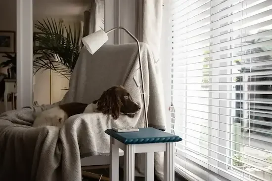 A Springer Spaniel sits on a sofa gazing out a window illustrating separation anxiety