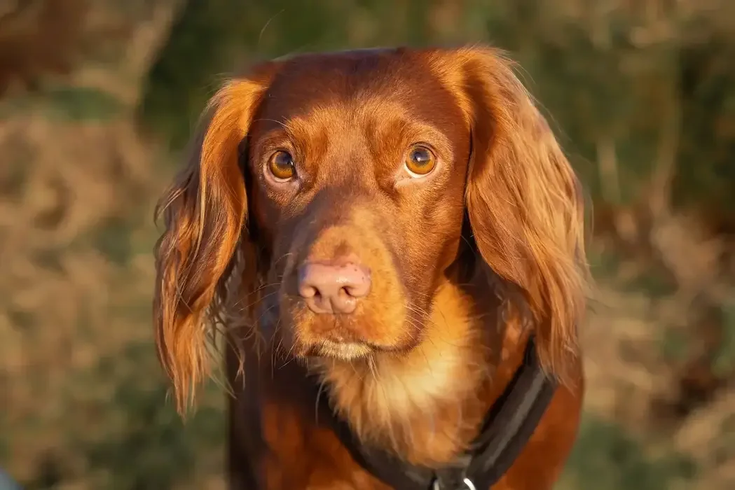 A close up headshot of a golden spaniel gazes at the camera in soft light, symbolising the plea of dogs scared and showing  separation anxiety related behaviours