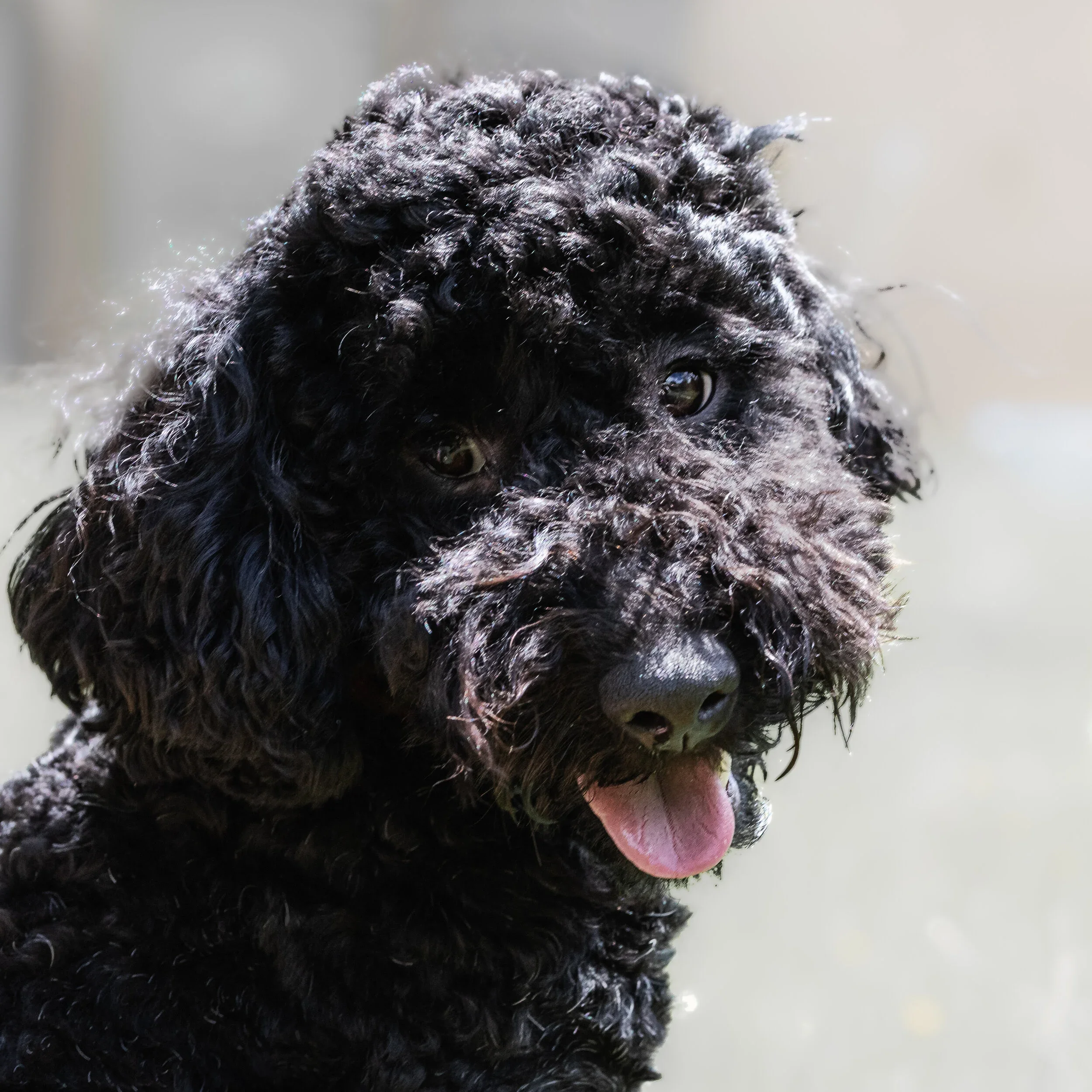 Black cockerpoo. separation anxiety — gentle dog training support with 4 Peaceful Paws
