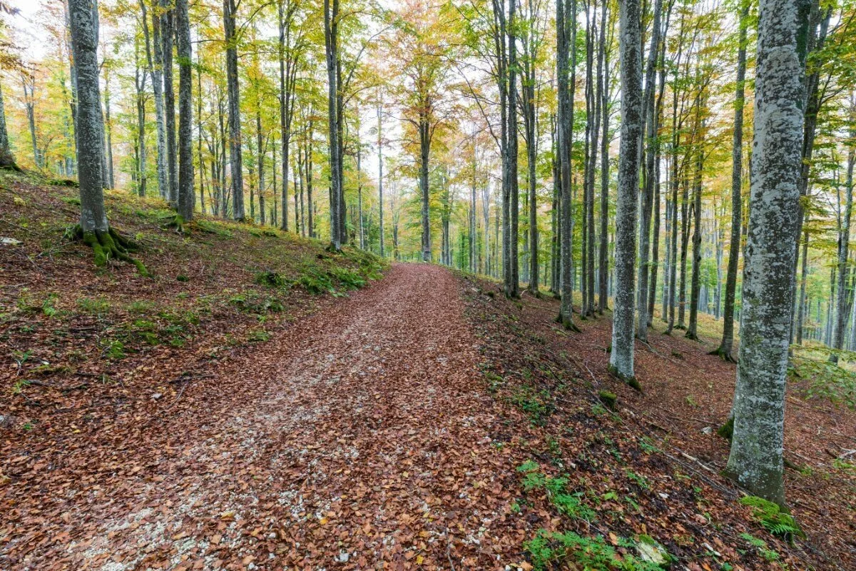 Sentiero all'interno del bosco del Cansiglio