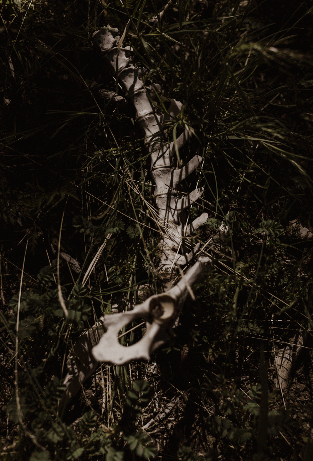 030A4893Mael-Lambla-photographer-2.gif