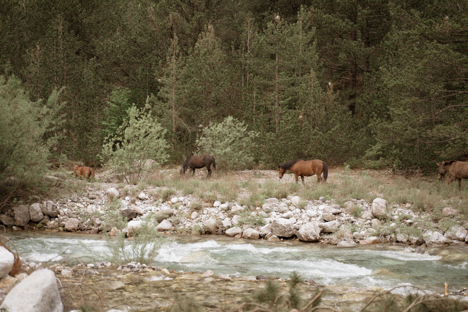 Pferde auf einer Wiese neben einem Fluss im Wald.