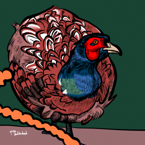 40 - Orbular pheasant.png