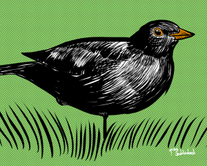 14 - Turdus.png