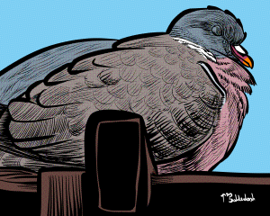 65 - Floofy Woodpigeon 2.png