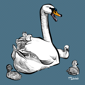 92 - Swan with cygnets in water.png