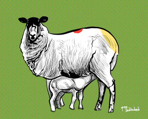 53 - Little lamb suckling.png