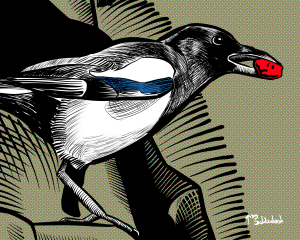 78 - Magpie eat a tasty berry.png