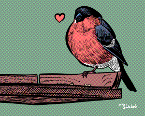 23 - Bullfinch perched on bird table.png