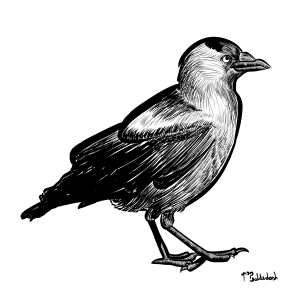 73 - Jackdaw 4.png