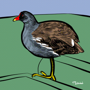80 - Moorhen in plastic boat thing again.png