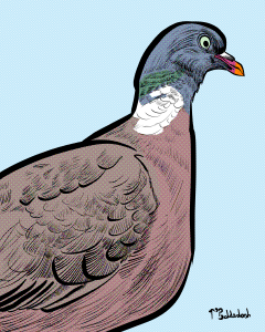 54 - Woodpigeon with long neck.png