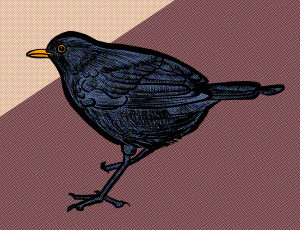 46 - Little Turdus.png