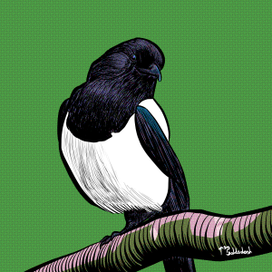 45 - Magpie on a branch.png