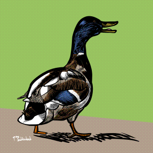 61 - Duck walking and quacking.png