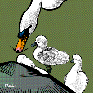 91 - Swan with cygnets at rocks.png