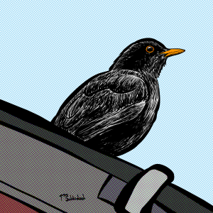 21 - My beautiful little turdus.png