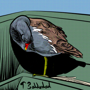 32-Moorhen in plastic boat thing with watermark-nightshade-intensity-DEFAULT-V1-glazed-intensity-10-V1.png