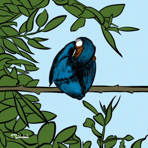 77 - Kingfisher curled up.png