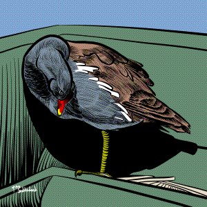 81 - Moorhen in plastic boat thing.png