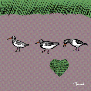 104 - Oystercatchers.png