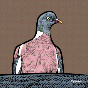 96 - Woodpigeon behind wall.png