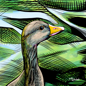 1 - Greylag Goose ponders amatonormativity.png