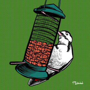 39 - Woodpecker at feeder.png